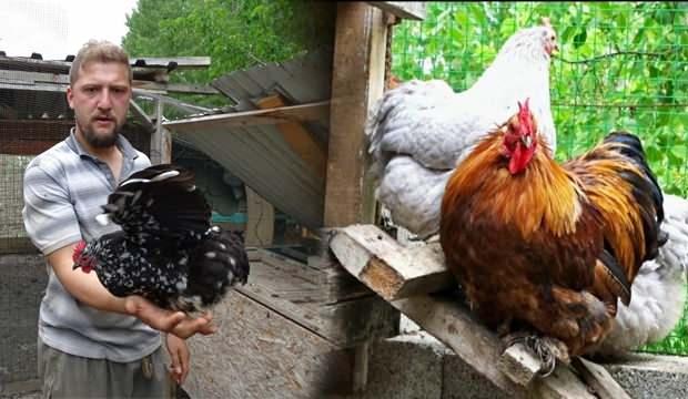 Pandemide işyerini kapattı, süs tavuğu yetiştiriyor!