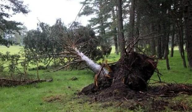 Bolu'da fırtına çam ağaçlarını devirdi