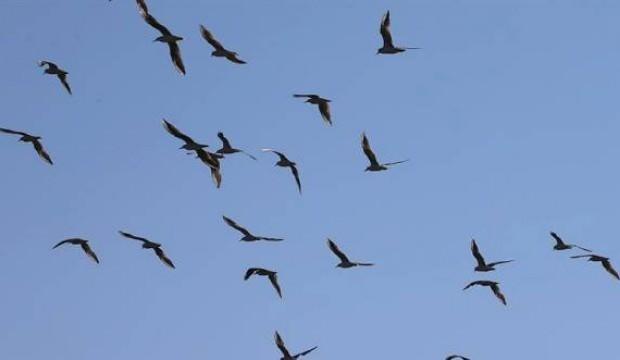 Türkiye'de bilinen kuşların yüzde 40'ı Reyhanlı Barajı'nda