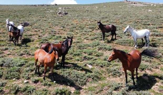 Yılkı atları, 2 bin 300 rakımlı yaylada dronla görüntülendi