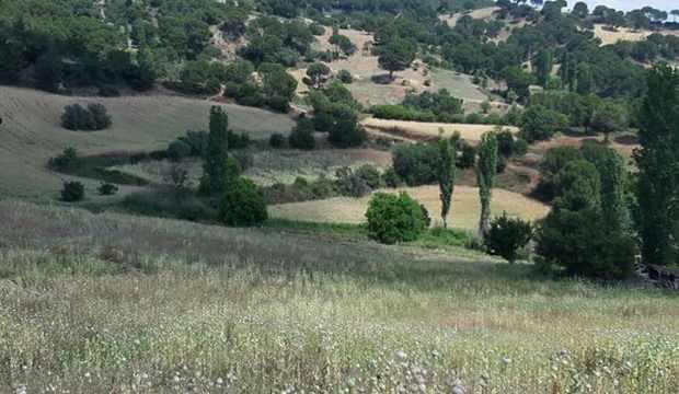 Manisa’da yasadışı ekilen 550 bin kök haşhaş ele geçirildi