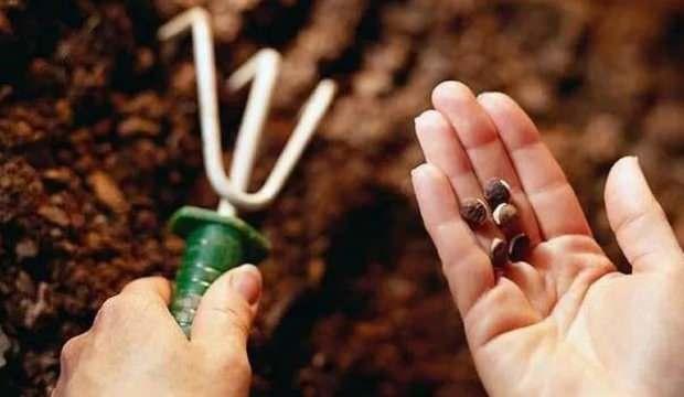 Tohum sanayicileri, kuraklık kaynaklı rekolte kaybı uyarısında bulundu