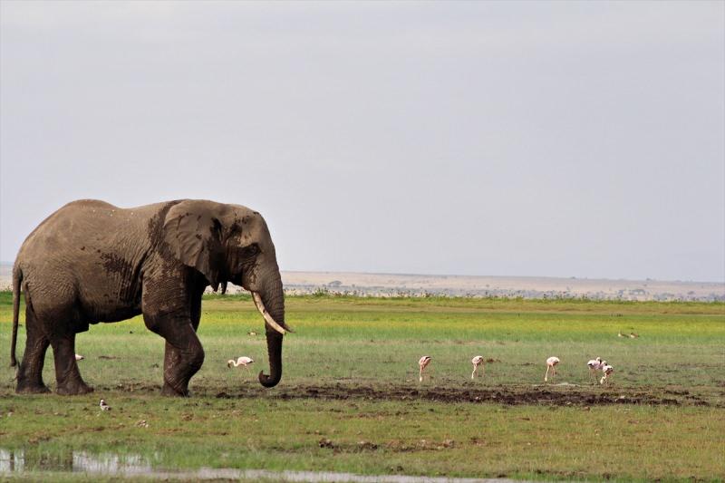 1ptG8_1623835927_1329 Afrika'nın en büyük doğal alanlarından Amboseli Milli Parkı
