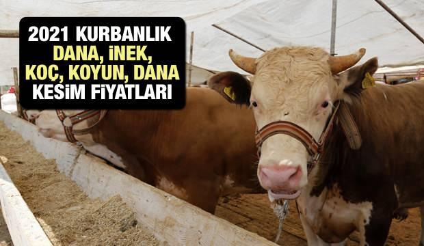 2021 Kurbanlık Fiyat Listesi: Küçükbaş ve Büyükbaş Kurbanlık Fiyatları! Dana Koyun Koç İnek Ne Kadar?