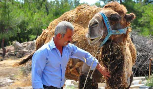 Şampiyon deve kurbanlık oldu! İşte fiyatı...