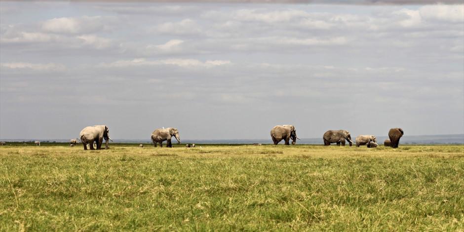 afrikanin_en_buyuk_dogal_alanlarindan_amboseli_milli_parki_1623835883_9539 Afrika'nın en büyük doğal alanlarından Amboseli Milli Parkı
