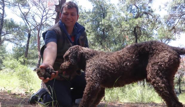 Eğitim köpekle buluyorlar! Kilosu 2500 TL