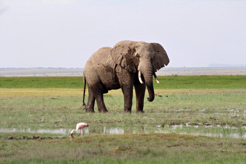 j4xp3_1623835897_3169 Afrika'nın en büyük doğal alanlarından Amboseli Milli Parkı