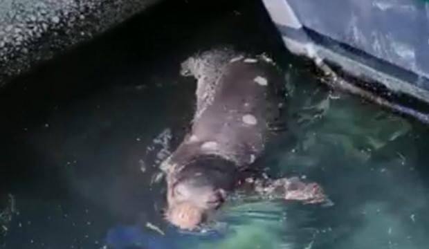 Nesli tehlike altındaki Akdeniz foku, görüntülendi