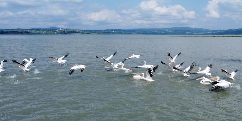 Ladik Gölü pelikanlarla şenlendi