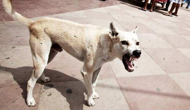 Başıboş köpeklerin ısırdığı çocuk vefat etti!