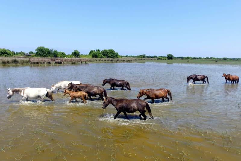 Yılkı atları Kızılırmak Deltası&#39;na ayrı bir güzellik katıyor - SEYAHAT  Haberleri