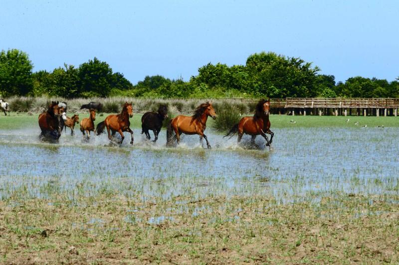 rjhxt_1625835351_9248 Yılkı atları Kızılırmak Deltası'na ayrı bir güzellik katıyor
