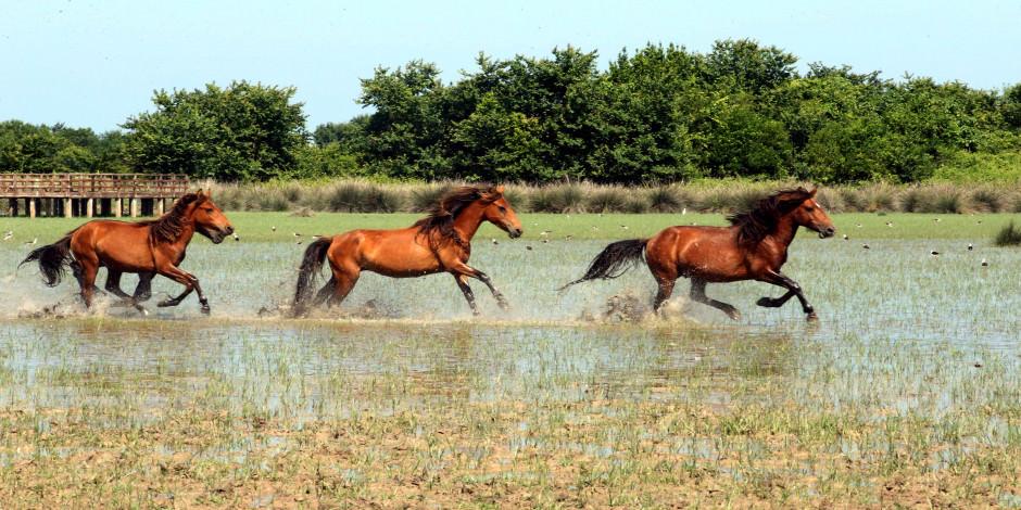 Yılkı atları Kızılırmak Deltası'na ayrı bir güzellik katıyor