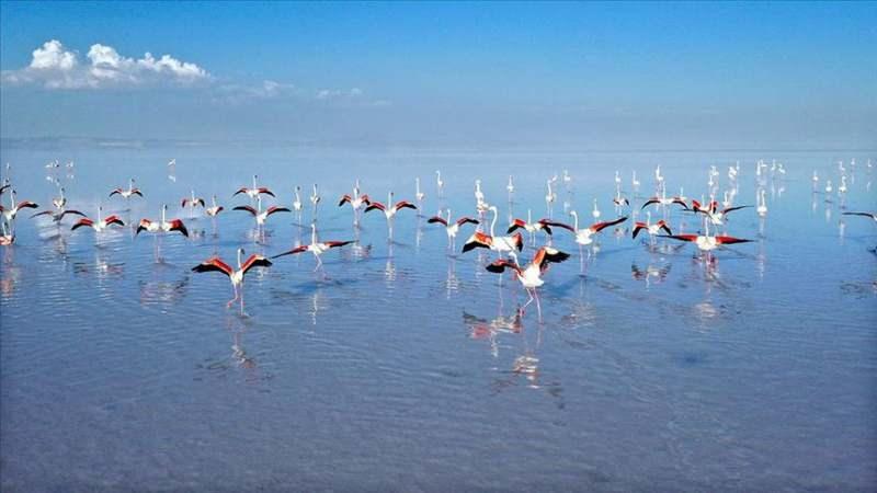 Kuş varlığı yönünden Türkiye'nin en zengin gölleri arasında yer alan Tuz Gölü, her yıl binlerce flamingoya ev sahipliği yapıyor.
