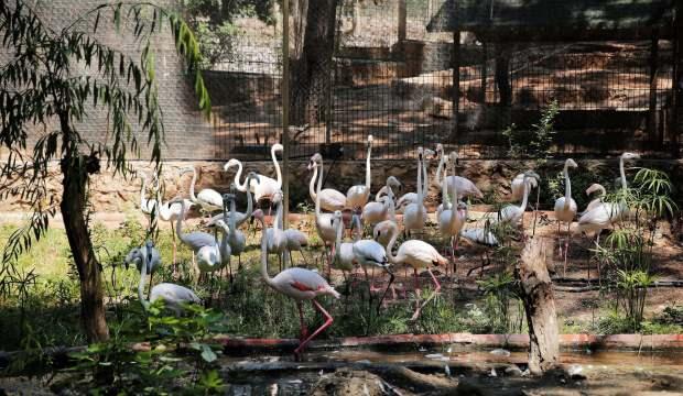 Yasadışı şekilde satılmak istenen 21 flamingo bulundu