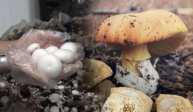 Uzmanı uyardı: Zehirli mantarda 48 saat çok kritik!