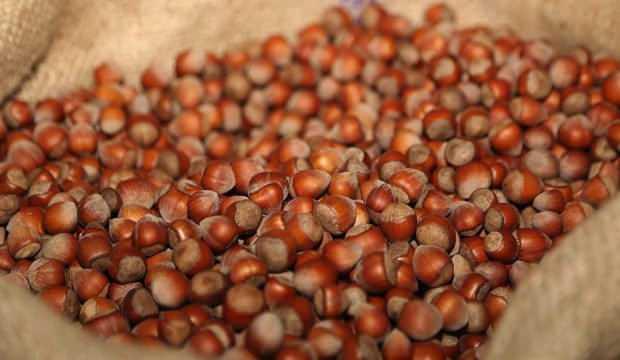 Fındıkta üreticinin taban fiyat beklentisi en az 30 lira