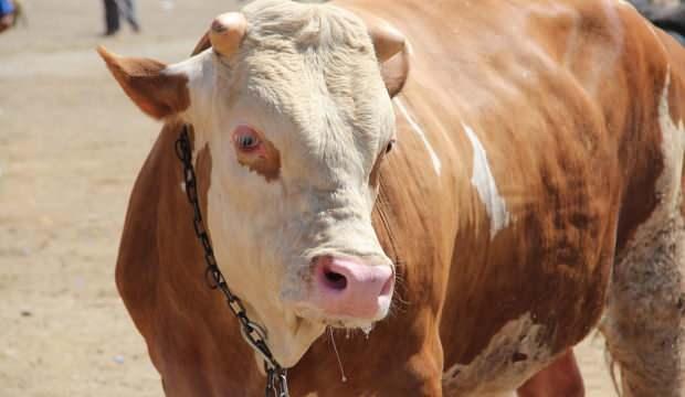 Kurban vekaleti nasıl verilir, nasıl alınır? Vekalet verme ve alma şartları nelerdir?