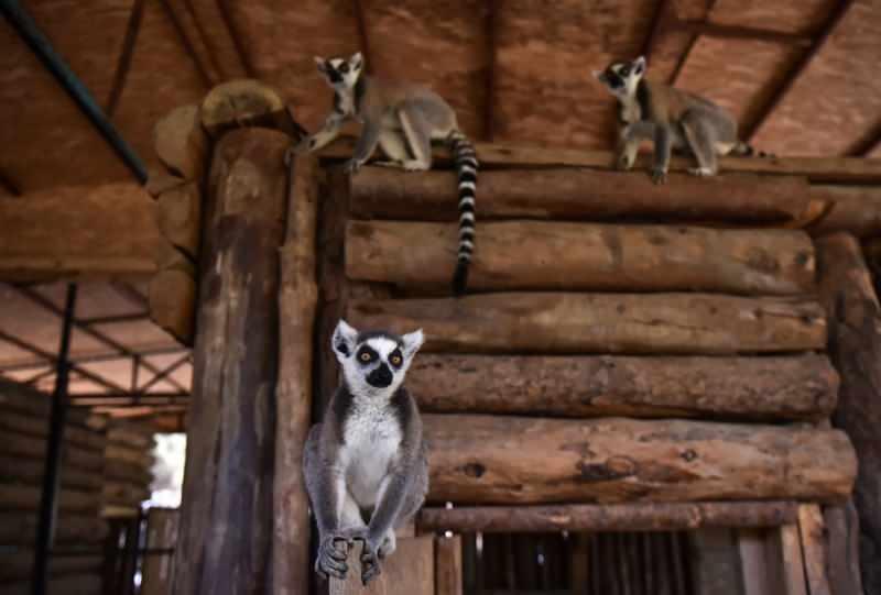 THgqu_1627291054_2587 Tarsus Doğa Parkı'nın "Madagaskarlı" sakinleri