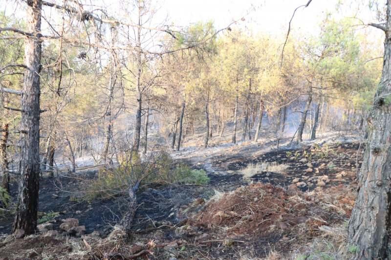 Gaziantep Büyükşehir Belediyesi Kilis'teki orman yangınına 70 bin fidanla merhem olacak