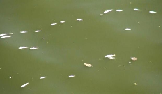 Balık ölümlerine Asi Nehri’de eklendi 