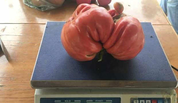 Bilecik’teki dev domates rekor kırdı! Görenler hayret ediyor