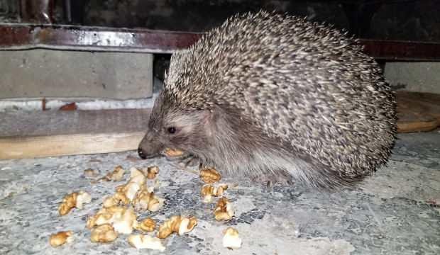 Erzincan’da 3 aç kirpi bisküvi ve cevizle besleniyor