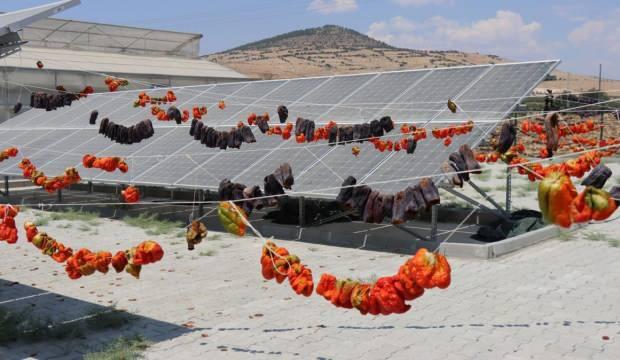 Güneş enerjili sebze kurutma tesisi kadınlara istihdam sağlıyor - Vimarsana News