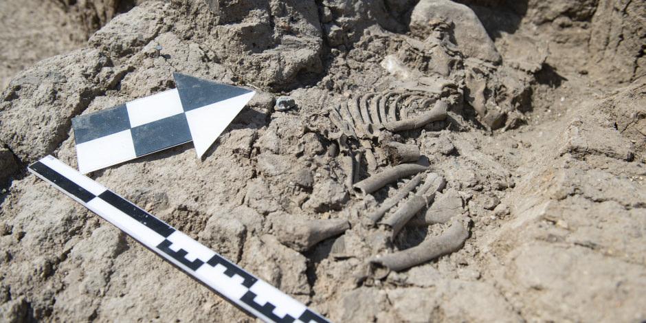 Tozkoparan Höyüğü'ndeki kurtarma kazılarda çocuk iskeleti bulundu