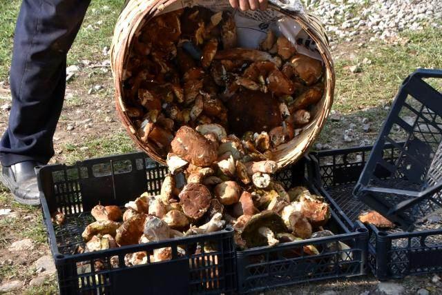 Sinop ormanlarından fışkıran mantarlar köylünün gelir kaynağı oldu