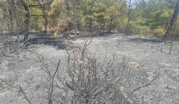 Akhisar’da orman yangını! Felaketin önüne geçildi