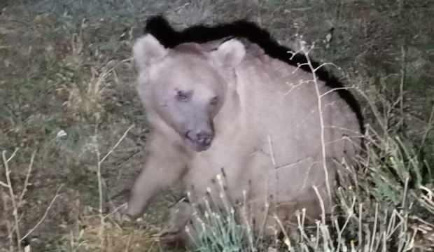 Araba çarpan yaralı ayı tedavi edilirken ormana kaçtı