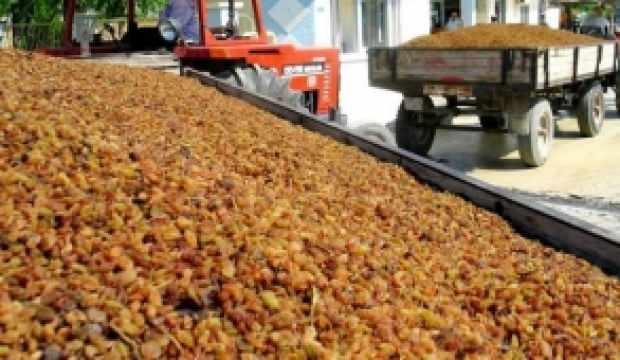 Üretici dertli: 64 ton kuru üzümü alıp kayıplara karıştılar