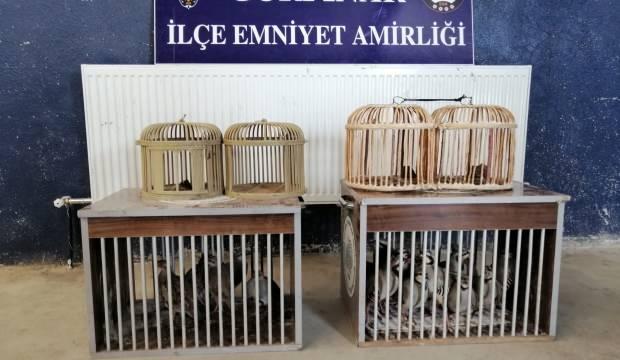 Van’da 2 pitbull sokak köpeğine saldırdı! Sahiplerine ceza yağdı