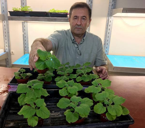 6PigB 1632899915 5367