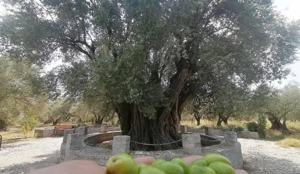 Manisa'daki bu zeytin ağacı Hz. İsa ile yaşıt! Üzerinde 4 farklı zeytin türü barındırıyor