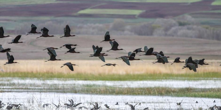 Sivas'ın tarihi kuş cenneti: Hafik Gölü