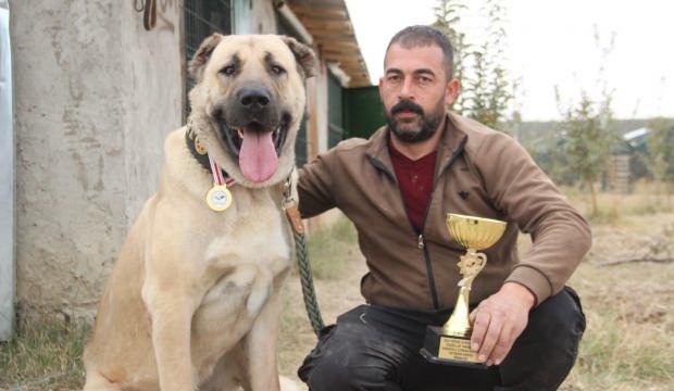 350 rakibini geride bıraktı! İşte Türkiye’nin en iyi Anadolu Çoban Köpeği