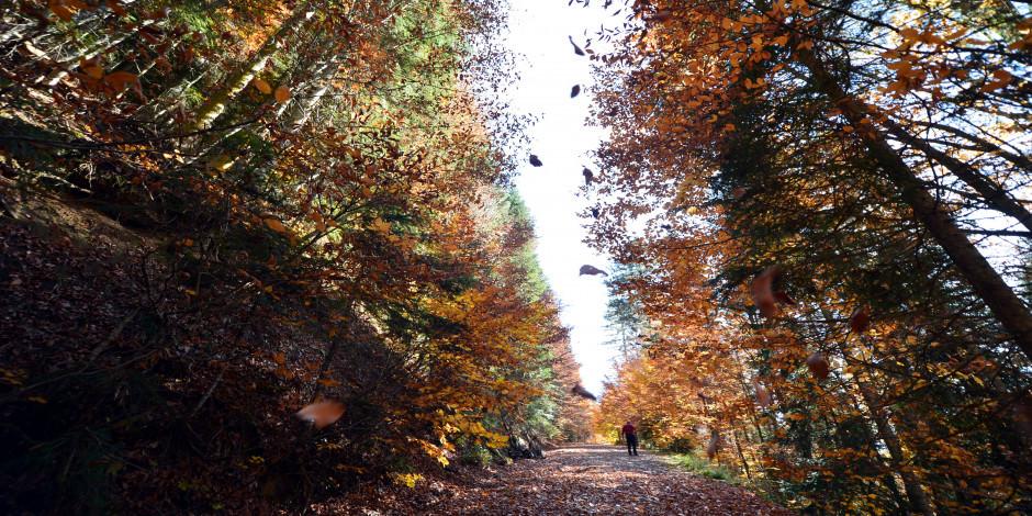 Türkiye'nin en büyük blok ormanlarında sonbahar cümbüşü