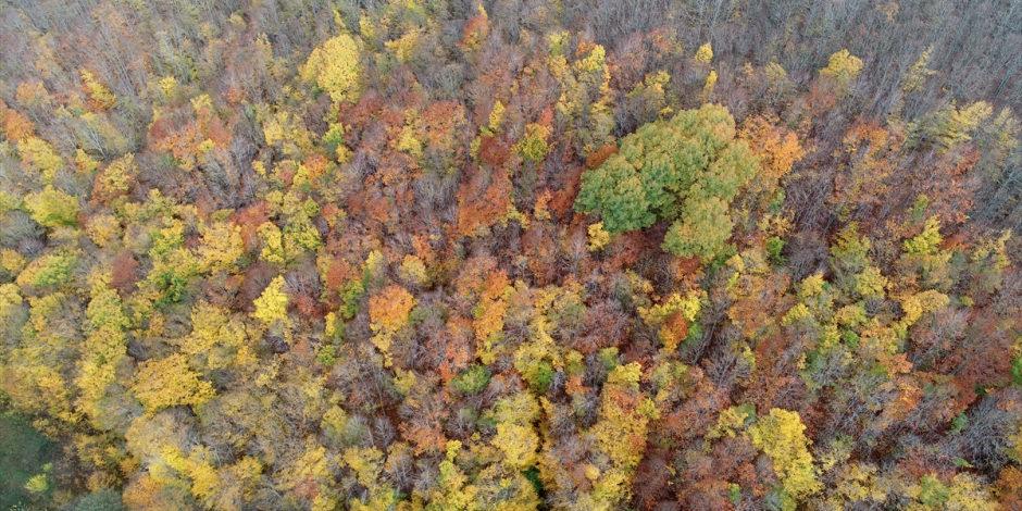 Kırklareli'nin Istranca ormanlarında rengarenk sonbahar