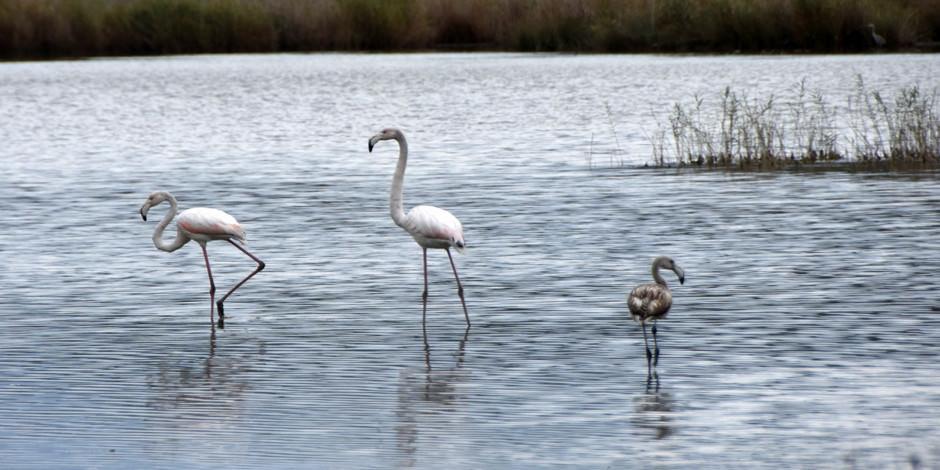 Flamingoların yeni adresi Noel Baba Kuş Cenneti