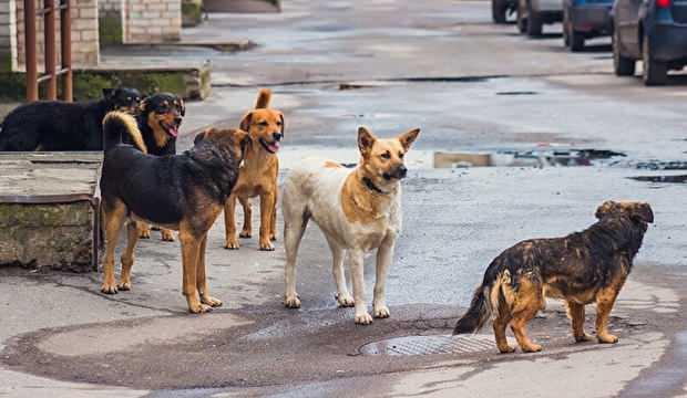 Malatya’da işe giden kadına köpekler saldırdı