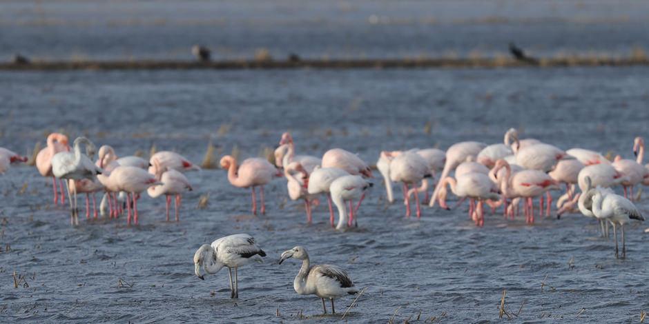 Gala Gölü Milli Parkı göçmen kuşları ağırlıyor