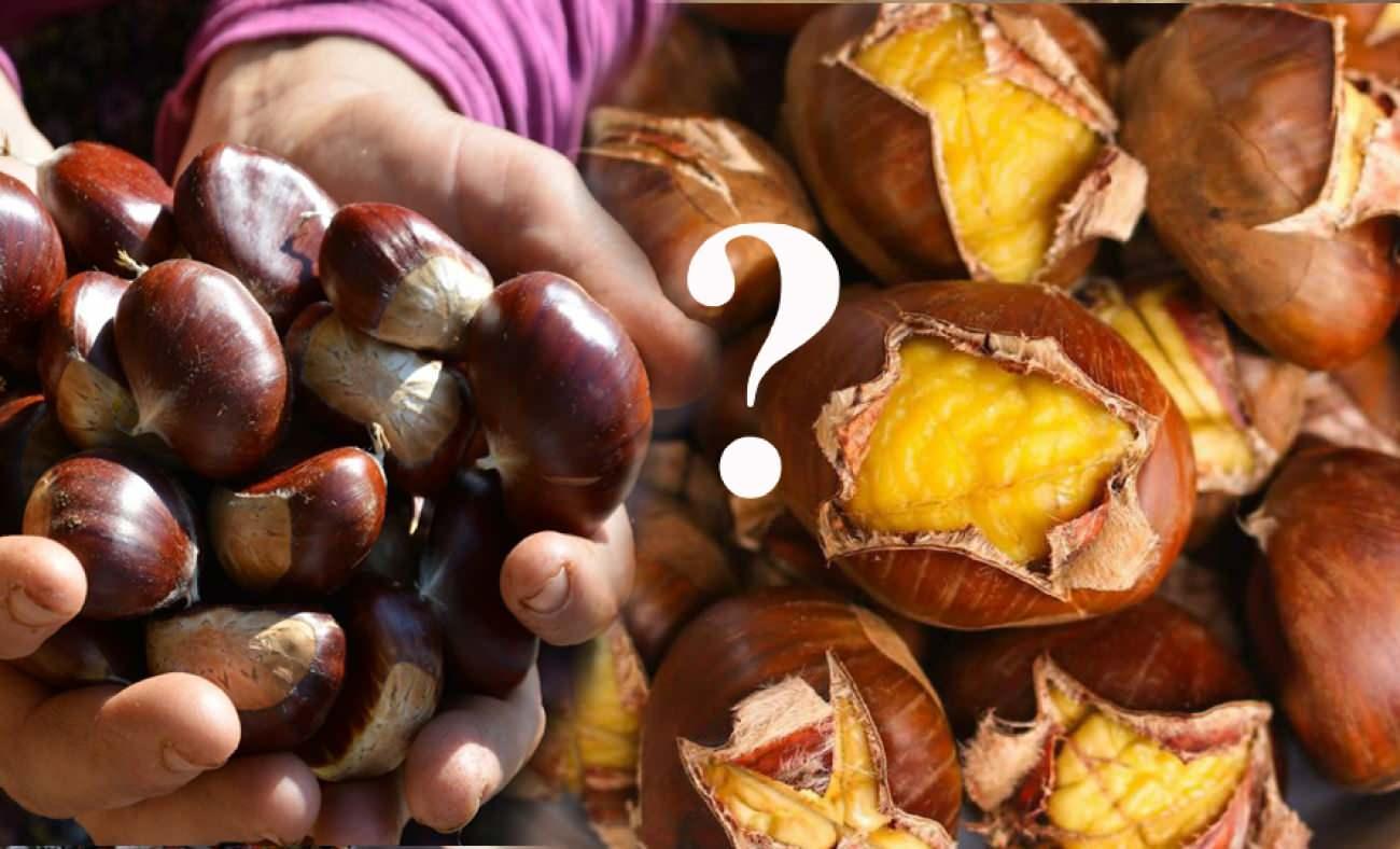 Kestane kaç kalori? Kestanenin faydaları neler? Kestane diyette yenir mi