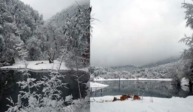 Bolu&rsquo;da doğa y&uuml;r&uuml;y&uuml;ş&uuml; yapan adamın &uuml;zerine ağa&ccedil; d&uuml;şt&uuml;, yaşamını yitirdi
