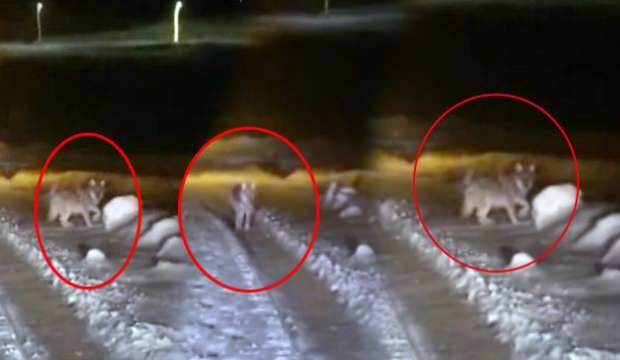 Hakkari&rsquo;de şehre inen a&ccedil; kurt korkuya sebep oldu