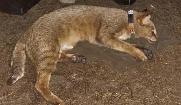Türkiye'nin uydu vericili ilk saz kedisi 'Latmus'
