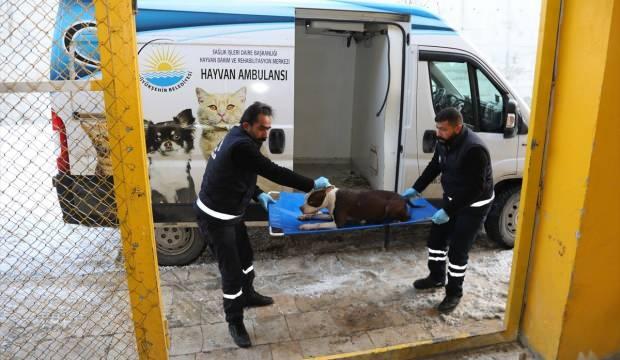 Van Büyükşehir Belediyesi ekipleri harekete geçti, sahipsiz pitbull yakalandı