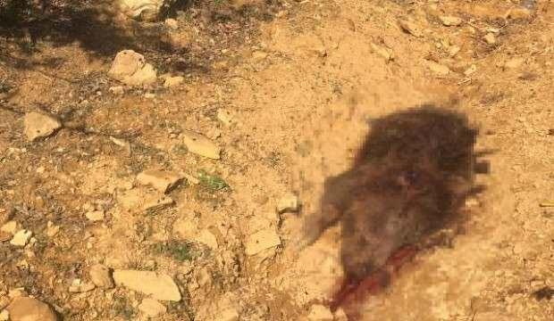 Domuz avında tüfekle vuruldu; 3 arkadaşı gözaltına alındı